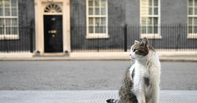 How to protect cats from heat stroke and dehydration during the heatwave