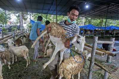 Foot-and-mouth disease: Australian government backs electronic tagging for sheep