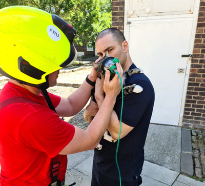 New animal oxygen mask used in rescue of cat from Paddington house fire