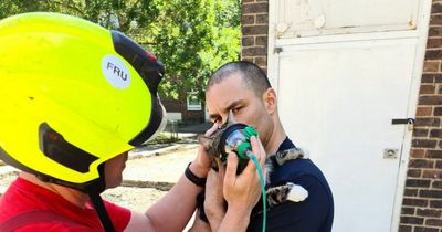 Cat in house fire saved by first use of special pet oxygen masks