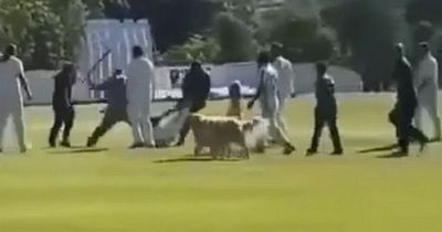 'Man hit with iron bar' and dragged across field as mass brawl erupts at cricket match