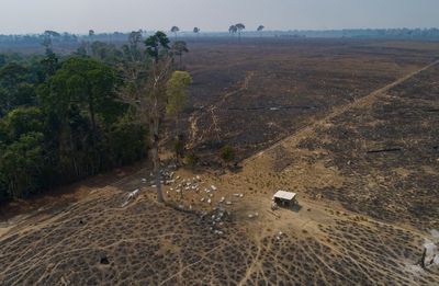 Deforestation in Brazilian Amazon hits tragic record in 2022