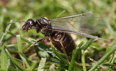 Flying Ant Day 2025: When will swarms appear this year and for how long?