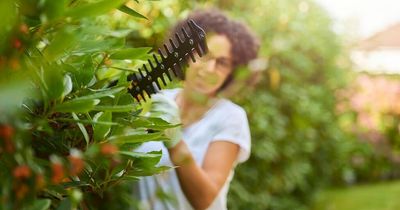 'My neighbour is accusing me of stealing his tree - and says he'll call the police'