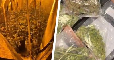 Dad-of-three's cannabis farm discovered when passing police smelled it