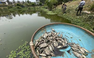 Bengaluru lakes see eight instances of fish kill in seven months of 2022, finds ActionAid report