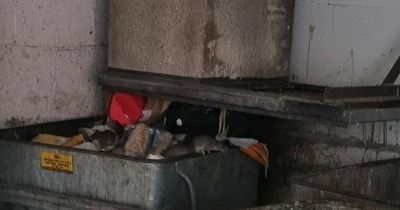 Dead rats found in Edinburgh flats as residents claim they have been 'abandoned' by landlords