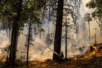 Yosemite wildfire grows, but giant sequoias remain protected