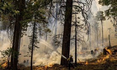 With Yosemite’s giant sequoias at risk, firefighters place hope in prescribed burns