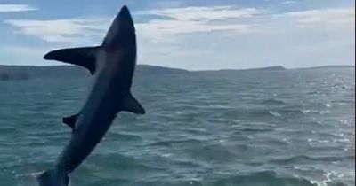 Incredible footage captures shark jumping from the ocean yards from boat trip off Welsh coast