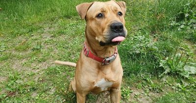 Scottish SPCA appeals for dog food for Lanarkshire centre