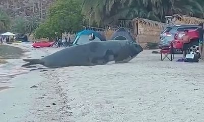 Watch: Massive sea creature startles family on Mexican beach