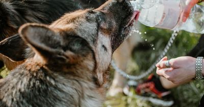 UK weather: Dog expert issues tips amid Met Office heatwave warning as UK temperatures soar