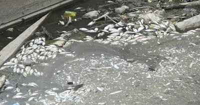 Piles of dead fish found floating in shallow water