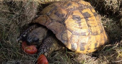 Perth family launches appeal as beloved tortoise goes missing for a second time