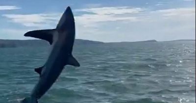 Amazing moment shark jumps from ocean yards from boat trip off UK coast