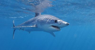 World's fastest shark that can swim up to 43mph seen lurking off Spanish beach