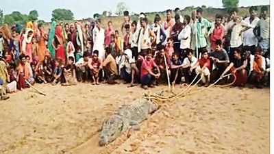 Boy in the croc? MP villagers tie up 13ft reptile in ‘rescue’ bid