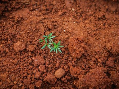 'Weed Like Change': A Sustainable Campaign To Regenerate Cannabis Industry By Maintaining Living Soil