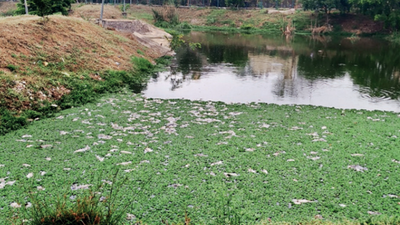 All-time high in Bengaluru: 8 fishkills in 6 months of 2022, says report