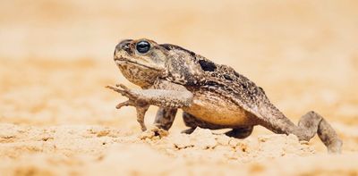 'The ultimate invader': high-tech tool promises scientists an edge over the cane toad scourge