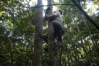 The risky business of Amazonian tree climbers