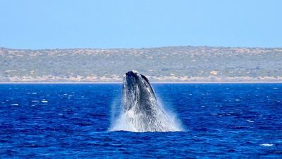 Warmer waters bring in rare whale sightings off South Australia's west coast