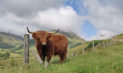 Country diary: The Highland coos chew sloppily on sweet summer grass