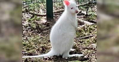 Casper the rare albino wallaby becomes instant hit on Manchester college farm