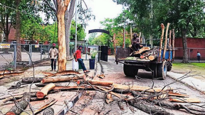 Chandigarh: Tree branch falls in Sec 20 school