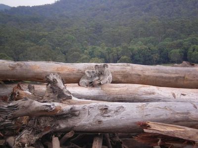 Qld govt launches land clearing probe