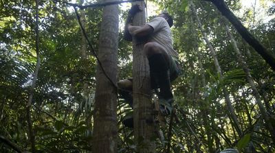 The Risky Business of Amazonian Tree Climbers