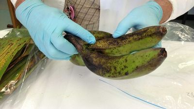 Northern Territory's banana freckle outbreak grows, affecting 17 properties