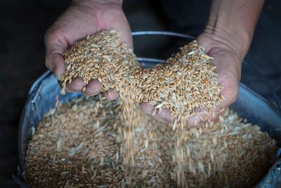 Russian, Ukrainian militaries set to discuss grain exports