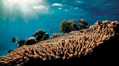 Global Call for Adopting ‘Blue Finance’ to Support Sea Life Sustainability