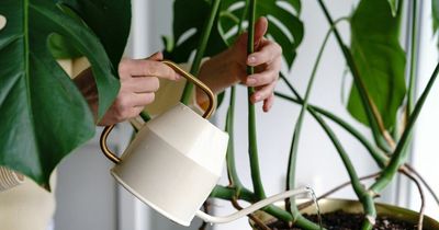 Best time of day to water your house plants to keep them alive during heatwave