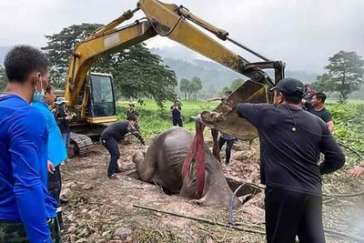 Trapped baby elephant freed from golf course drain