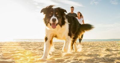 Vet's urgent plea to put SPF on dogs before heading out in the sun