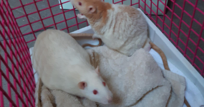 Pet rats found dumped in gift bag near popular Edinburgh walking spot