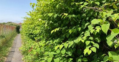 People whose houses back onto a forest of Japanese knotweed helpless as it gets closer