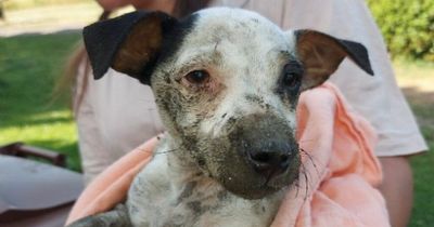 Puppy rescued by firefighters after falling down deep 10ft well at night