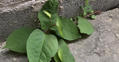 Family receives £6,000 Japanese Knotweed compensation after pesky plant invades their property