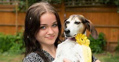 Family stunned as dog runs away and wins rosette at dog show before returning home
