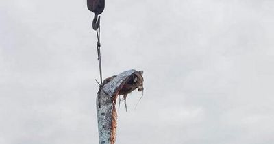 Fishermen catch giant 16ft-long sea creature considered omen of coming disaster