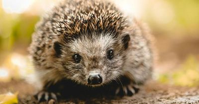 Scots urged to put bowl of water out to ‘save’ baby hedgehogs in warm temperatures
