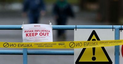 Bird flu: What to do if you find dead or injured birds in Northern Ireland