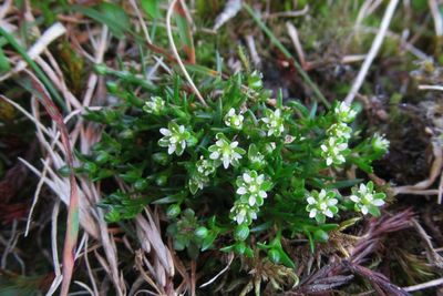Rare Scottish mountain plants could become extinct, experts warn