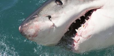 Killer whales are hunting great white sharks in South Africa's waters