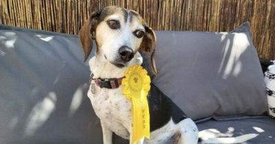 Missing pooch returns home with prize from rescue dog competition