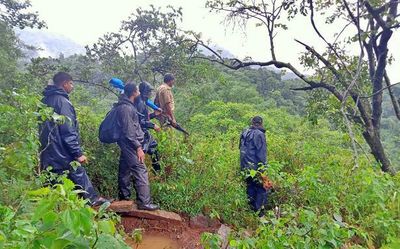 Elephants chased back into forest in Wayanad